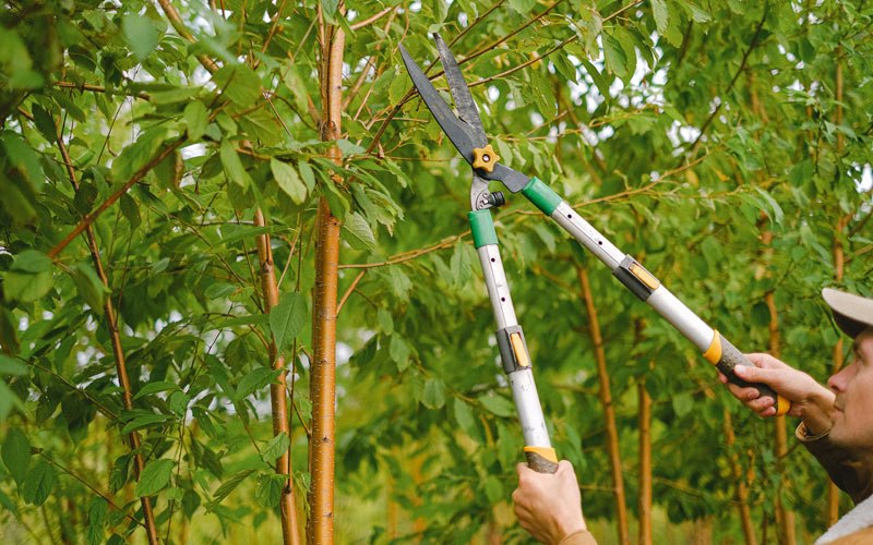 Tree trimming in Ardenvoir, WA